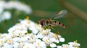 Denn sie legen ihre eier in obst, kartoffeln, zwiebeln oder altem hausmüll ab, die larven schlüpfen zeitig und nach nur wenigen tagen. Nutzliche Und Schadliche Fliegen Im Garten Mdr De