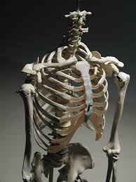 Cranial view of the individual ribs using the level assessment from haeusler et al.35. Human Rib Cage 3 4 Front View Skeleton Anatomy Human Rib Cage Human Bones Photography