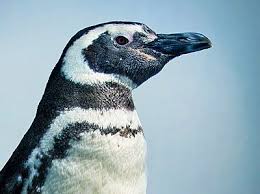 Facts about species like the emperor penguin, king penguin Magellanic Penguins June Keyes Penguin Habitat Aquarium Of The Pacific