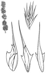 Image result for Elytrophorus spicatus