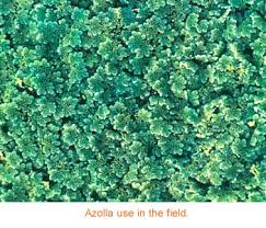 Image result for Azolla