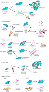 Mucormycosis developed more often in key words: Jof Free Full Text The Zebrafish As A Model Host For Invasive Fungal Infections Html