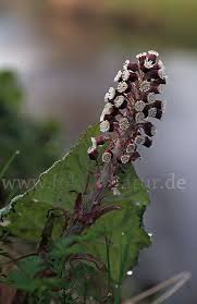 Die pestwurz ist als heilpflanze ein echter allrounder. Rote Pestwurz Petasites Hybridus Aus Pflanzen P9071 Fokus Natur De