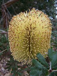 Banksia Epica Flower Spike Inflorescence Banksia Epica Is A Shrub That Grows On The South Coast Of Western Australia Flower Company Garden Plants Flowers