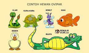 20 Contoh Hewan Ovipar Penulis Cilik Hewan Kura Kura Tulisan