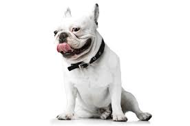 Hi, i have beautiful french bulldog puppies for sale. French Bulldog Puppies For Sale In New York New York Adoptapet Com