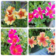 Ros jepun 5.620 views1 year ago. Ros Jepun Duna Benih Rare Import By Holland Florist Facebook