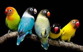 Find out everything to note before buying lovebirds immediately. 15 Different Types Of Small Parrots With Pictures All About Parrots