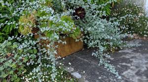 Image result for Helichrysum globosum