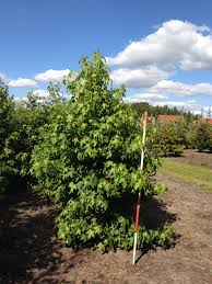 Проверьте 'amberbaum' перевод на английский. Amerikanischer Amberbaum Liquidambar Styraciflua 250 300 Cm Kaufen Und Bestellen