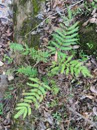 Image result for Pteris tripartita