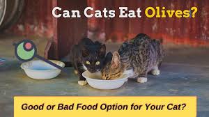 1:43 cats how 129 просмотров. Can Cats Eat Olives Cats How