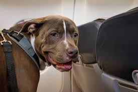 The 7 Most Pet Friendly Airlines In Europe Big 7 Travel