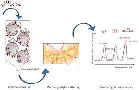 This high sensitivity means detecting even small peptides at low concentrations is not a problem. Coupling Multi Angle Light Scattering To Ion Exchange Chromatography Iex Mals For Protein Characterization Scientific Reports