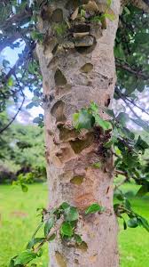 Image result for Philenoptera nelsii