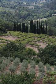 Epingle Par Sabine Reinhart Sur At Matteo S Olive Farm Paysage France Paysage Olivier