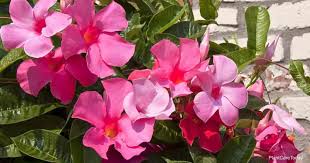 Some safe flowers for dogs include pets are curious, so it's not unlikely that they would try to munch on plants or flowers that you bring into the home. Is The Mandevilla Plant Poisonous Or Toxic Plant Care Today