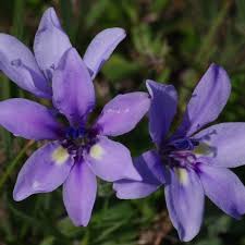 Image result for Babiana