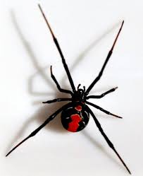 What happens when it bites? Black Widow Spider Redback Spider Black Widow Spider Spider