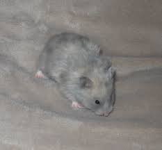 Black And White Syrian Hamster For Sale Oksana Mova Photos From Oksana Mova S Post Facebook Syrian Hamster Cute Animals Cute Hamsters