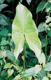 Image result for Lasimorpha