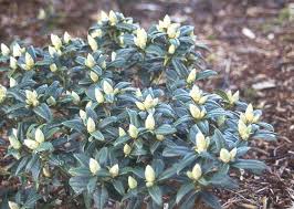 Image result for Maerua andradae