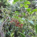 Image result for Vaccinium stanleyi