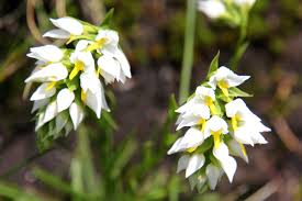 Image result for Schizochilus