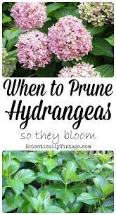 My Hydrangea Less Summer And When To Prune Hydrangeas When To Prune Hydrangeas Plants Hydrangea Garden