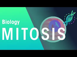 We did not find results for: What Is Mitosis Definition Overview Expii