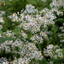 Image result for Aster