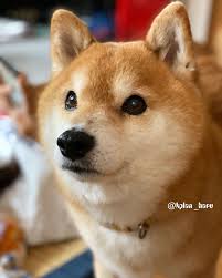 お母ちゃ ん お姉ちゃん帰って来てメシ 食ったらもう寝るんだってさっ 夕方散歩行ってくれるんかなぁ 柴犬 芝犬 しばいぬ いぬ 1026 柴わんこ 柴ワンコ しばわんこ シニア犬 不思議顔 仲良し shiba shibainu 芝犬 犬 しばいぬ