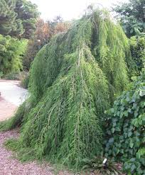 Emerald green foliage all summer and deep orange in the fall. Grobe S Nursery And Garden Centre Evergreens6