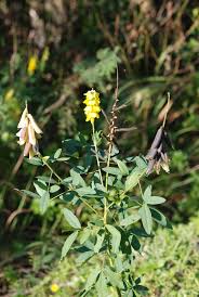 Image result for Crotalaria oocarpa