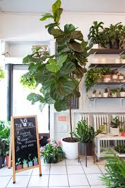 May 10, 2021 · most of the indoor plant species that the houseplant consumer runs into are a member of a large group called angiosperms or flowering plants. The Best And Easiest Indoor Houseplants That Won T Die On You