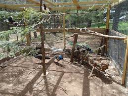 I Need My Pheasant Pen Inside Set Up Like This | Aviary, Chicken Coop  Garden, Bird Aviary
