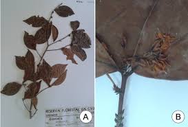 Image result for Aneulophus