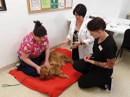 Company overview, job applications, positions & salaries, available jobs, employee benefits, corporate office, customer service and more. About Colorado Academy Of Veterinary Technology