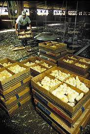 Maybe you would like to learn more about one of these? Ayam Pedaging Wikipedia Bahasa Melayu Ensiklopedia Bebas