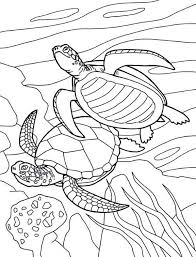 Little mermaid sebastian coloring pages. Sea Turtles Coloring Pages Printable Google Search Turtle Coloring Pages Animal Coloring Pages Ocean Coloring Pages