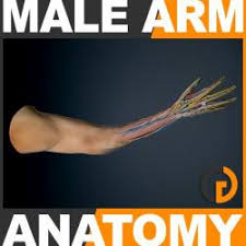Axial and there are numerous collagens in the human body, many of which play some role in the form or. Human Arm 3d Models Stlfinder