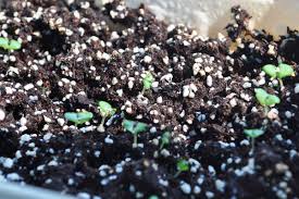 真正薰衣草幼苗in 2021 food black peppercorn peppercorn