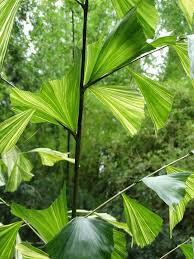 Image result for Caryota