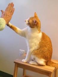 Teach your cat to high five with. 30 Cat Clicker Training Ideas Cat Training Cats Pets