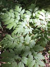 Image result for Acanthopale confertiflora