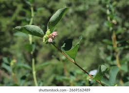 Image result for Caprifoliaceae
