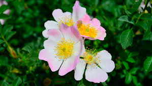 State of georgia, as defined in the official code of georgia annotated or by joint resolutions of the georgia general assembly : Campbell Vaughn Let S Rethink Cherokee Rose As Georgia S State Flower