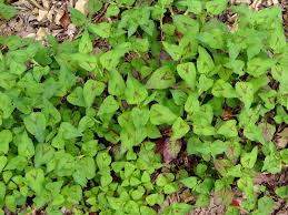 Image result for Persicaria nepalensis