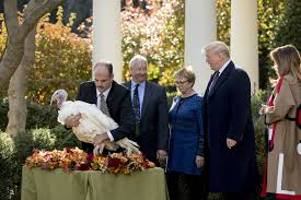 Maybe you would like to learn more about one of these? Most Turkeys Live Only A Few Months After A Presidential Pardon Politico