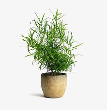 Image result for Asparagus falcatus